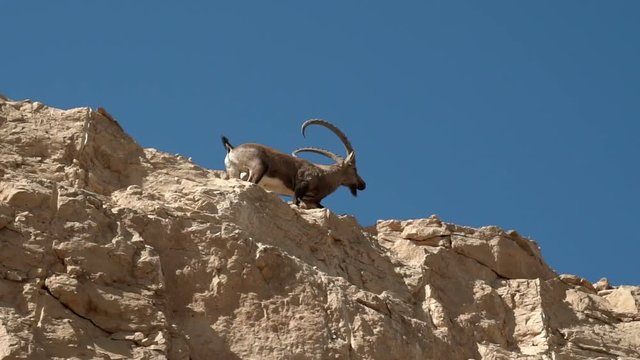 Mountain goat walking in the mountains of Israel