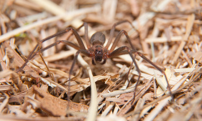 Brown Recluse, a venomous spider in dry winter grass