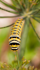 Eastern Black Swallowtail caterpillar feeding on its natural host, dill