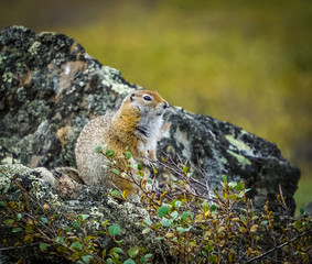 Arctic ground  squirrel in the tundra 