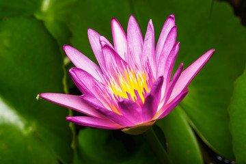 Pink water lily on lilypads in a pond