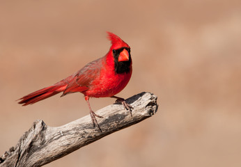 Bright red Cardinalis cardinalis, Northern Cardinal male sitting on a dry limb against muted winter background