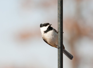 Carolina Chickadee hanging onto a shepherd's hook
