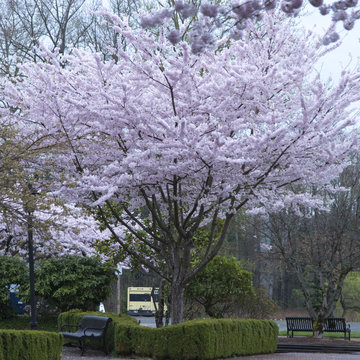 Tree In Blossom At Northwest Railway Museum, Snoqualmie, Washing