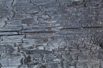 texture of burnt wood