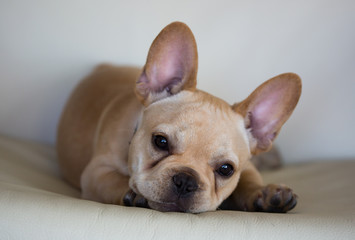 French Bulldog Puppy - obrazy, fototapety, plakaty