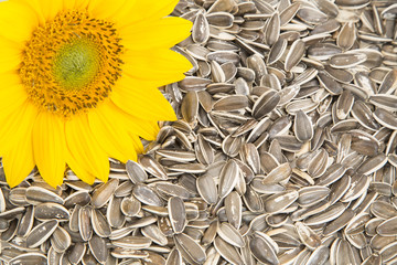 Flower and sunflower seeds