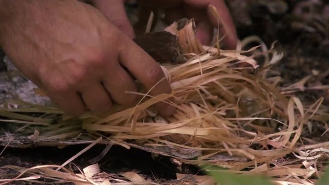 Preparation of fire ignition. Stack straw for the fire. Hands put chips. Place in the forest. Dry straw for the fire. FullHD video. Close-up. Side view.