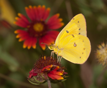 Bright yellow Clouded Sulphur butterfly feeding on an Indian Blanketflower with summer meadow beackground