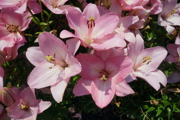 Светло фиолетовые и розовые лилии