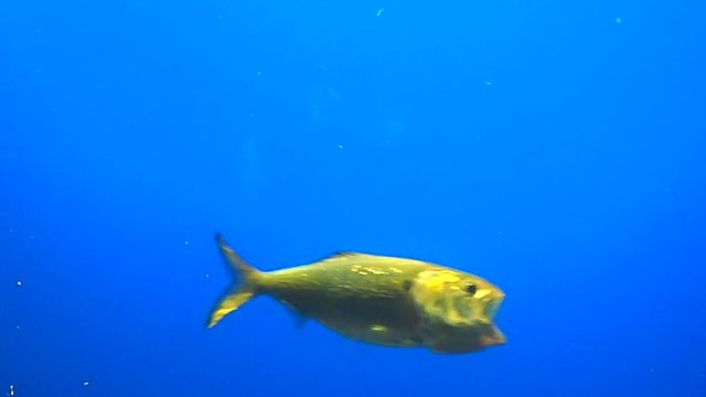 Saltwater fish swiming for food
