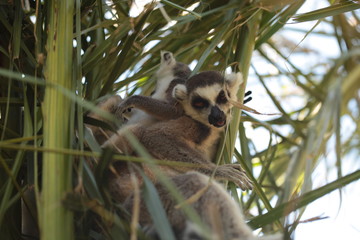 funny small lemur - bush baby galago