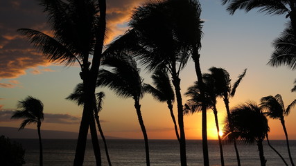 Sunset Palms 