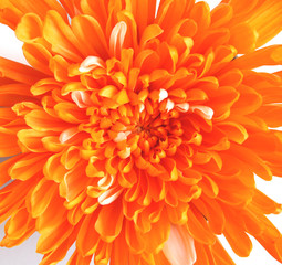 Closeup of beautiful Orange Chrysanthemum flower