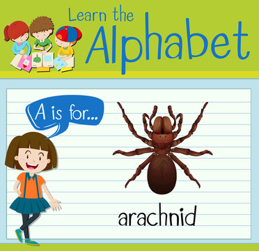 Flashcard letter A is for arachnid