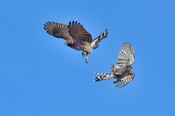 Coopers Hawks fighting in midair