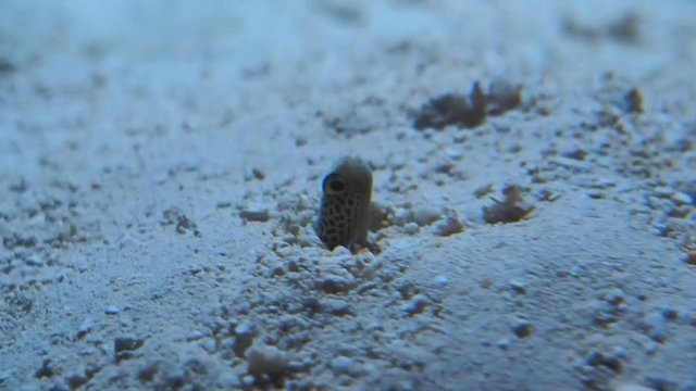 Saltwater eel in sand
