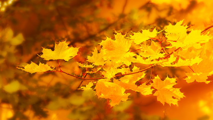 Naklejka na ściany i meble Yellow maple branch on fall background