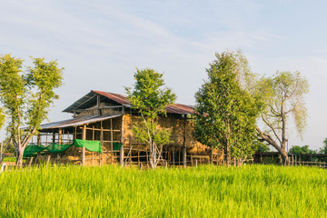 Obraz premium Abstract soft blurred and soft focus of the farmer practice How to store straw,hayrick,animal feed,fodder with green paddy rice field in Thailand.