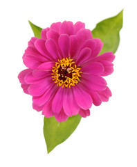 pink zinnia