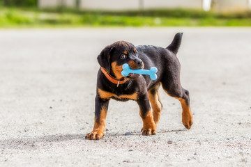 Rottweiler Puppy Playing With Rubber Bone