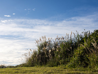 すすきと青空
