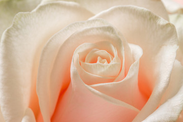 Beautiful pink Rose close up