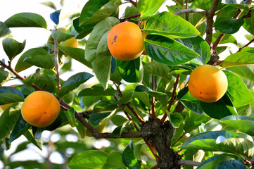 笛吹川フルーツ公園　柿