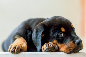 Rottweiler Dog Puppy Resting On The Table 