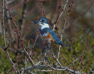 Belted Kingfisher lurking in California