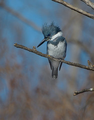 Belted Kingfisher lurking in California