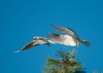 White-tailed Kites frolicking and mating 