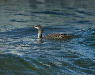 Obraz premium Common loon swimming spreading wings