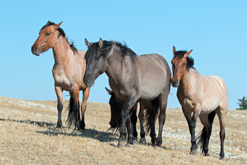 Band of Wild Horses on Sykes Ridge in the Pryor Mountains Wild Horse Range in Montana - Wyoming USA
