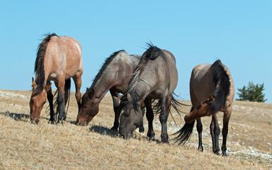 Fototapeta premium Band of Wild Horses grazing on Sykes Ridge in the Pryor Mountains Wild Horse Range in Montana - Wyoming United States of America