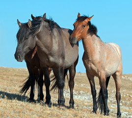 Band of Wild Horses on Sykes Ridge in the Pryor Mountains Wild Horse Range in Montana - USA