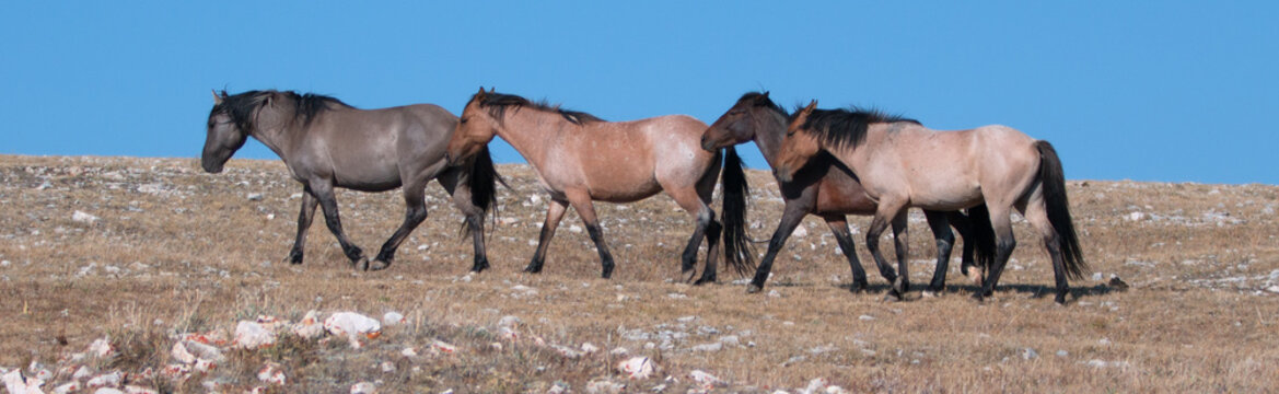 Band of Wild Horses on Sykes Ridge in the Pryor Mountains in Montana - Wyoming USA
