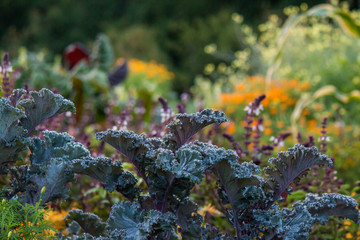 flower beds with autumn flowers, blurred background