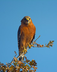 Red-shouldered Hawks