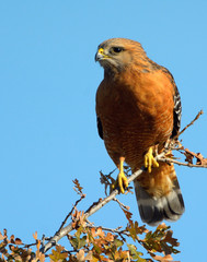 Red-shouldered Hawks