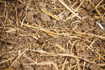 Cow manure texture background