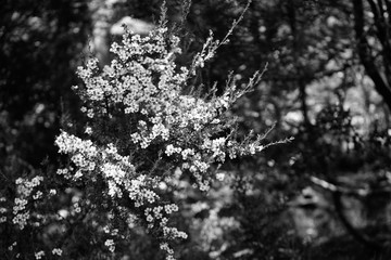 Cradle Mountain Walk 3