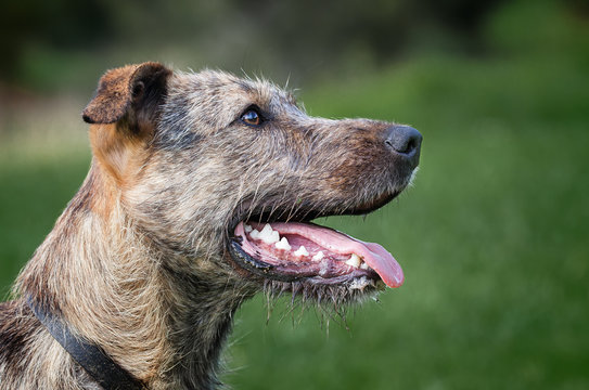 dog alert intense happy head