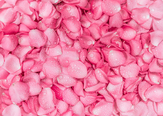 the fresh pink rose petal background with water rain drop