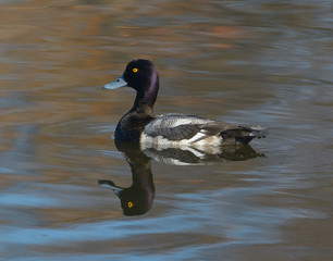 Ringnecked duck male reflection