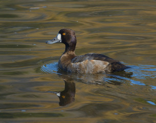 Ringnecked Duck reflection in water