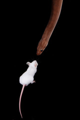 rainbow boa snake and his friend mouse