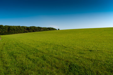 Verdant grassland with a forest and a clear blue sky near St Issey in north Cornwall.