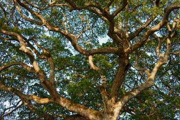 Fototapeta premium branch of tree from ancient tree