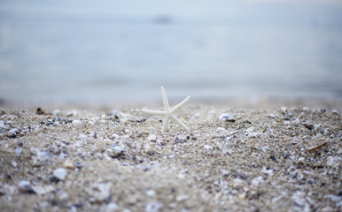 Closeup starfish on the beach, soft and select focus